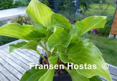 Hosta Invincible Light