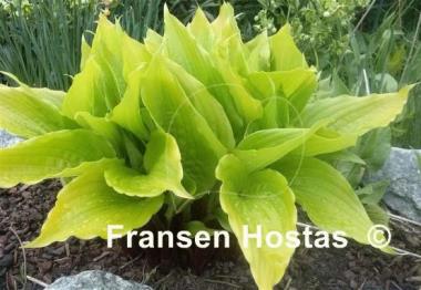 Hosta Invincible Spirit