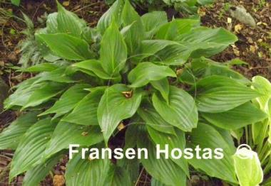 Hosta Invincible Spirit