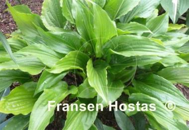 Hosta Invincible Spirit