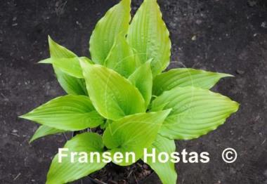 Hosta Invincible Spirit