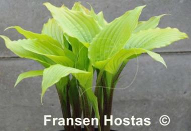 Hosta Invincible Spirit
