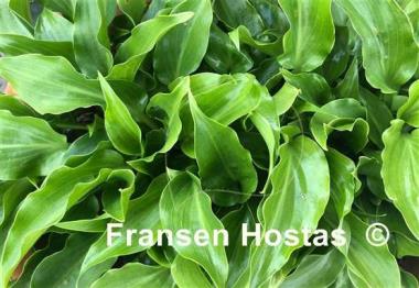 Hosta Invincible