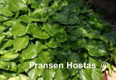 Hosta Invincible