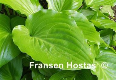 Hosta Invincible