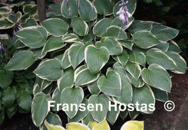 Hosta Iona