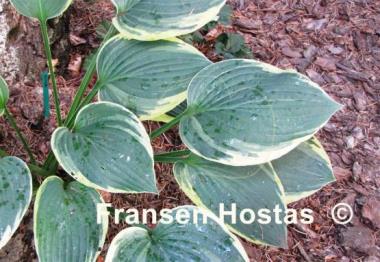 Hosta Iona