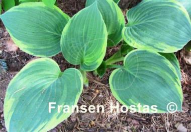 Hosta Iona