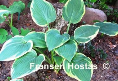 Hosta Iona
