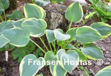 Hosta Iona