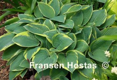 Hosta Iona