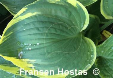 Hosta Iona