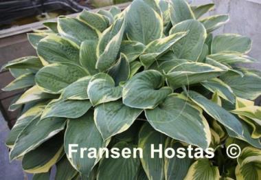 Hosta Iona