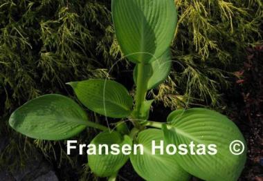 Hosta Iris Frazier