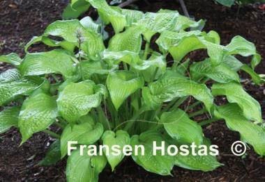 Hosta Iris Frazier