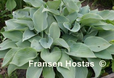 Hosta Irische See