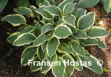 Hosta Irish Eyes