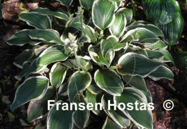 Hosta Irish Eyes