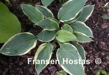 Hosta Irish Eyes
