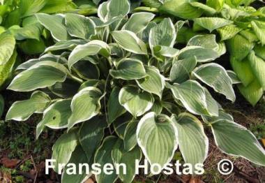 Hosta Irish Eyes