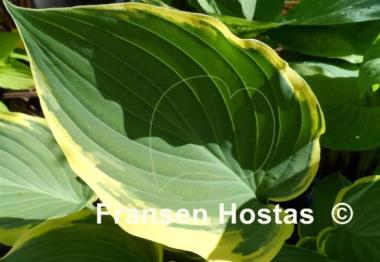 Hosta Irish Eyes