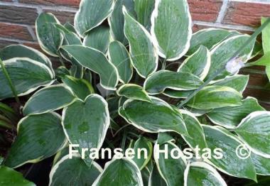 Hosta Irish Eyes