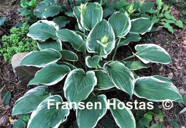 Hosta Irish Eyes