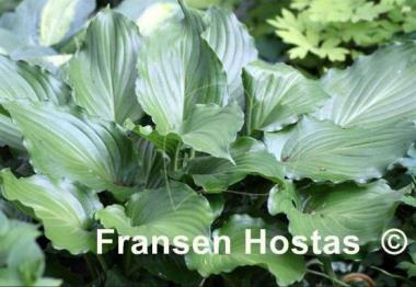 Hosta Irish Luck