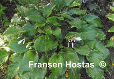 Hosta Irish Luck
