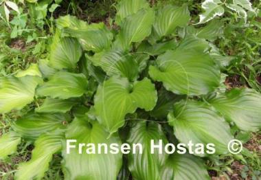 Hosta Irish Luck