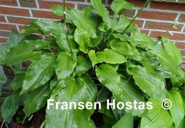 Hosta Irish Luck