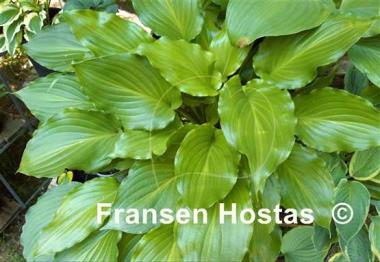 Hosta Irish Luck