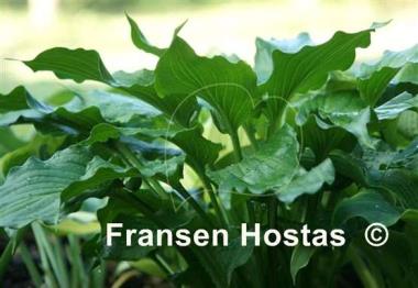 Hosta Irish Luck