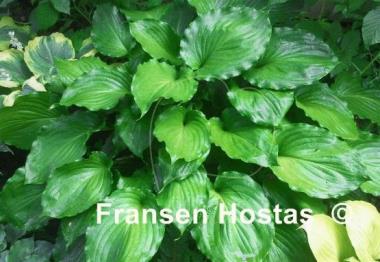 Hosta Irish Luck