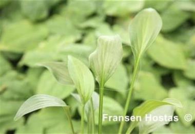 Hosta Iron Gate Bouquet