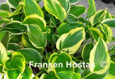 Hosta Iron Gate Glamour