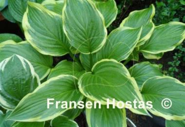 Hosta Iron Gate Glamour