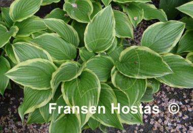 Hosta Iron Gate Glamour