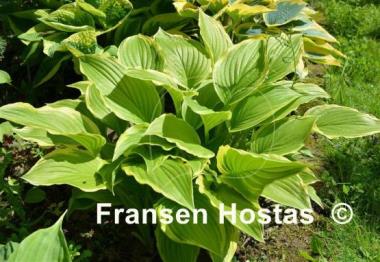 Hosta Iron Gate Glamour