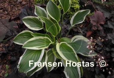 Hosta Iron Gate Special