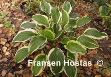 Hosta Iron Gate Special