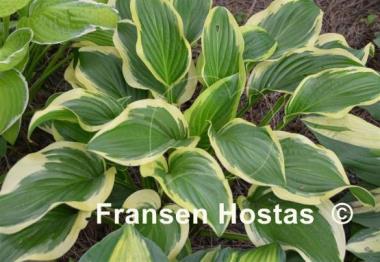 Hosta Iron Gate Special