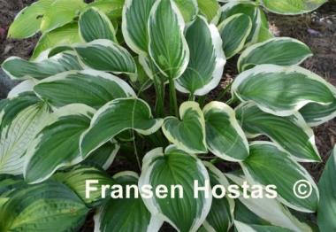 Hosta Iron Gate Special