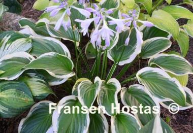 Hosta Iron Gate Special