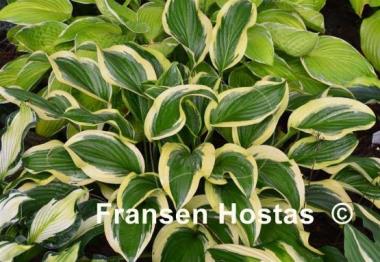 Hosta Iron Gate Special