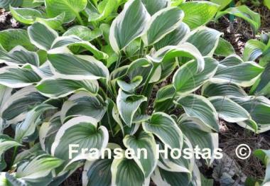 Hosta Iron Gate Special