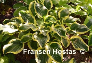 Hosta Iron Gate Special