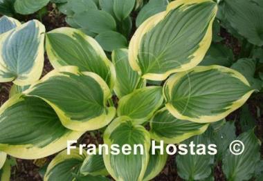 Hosta Iron Gate Special