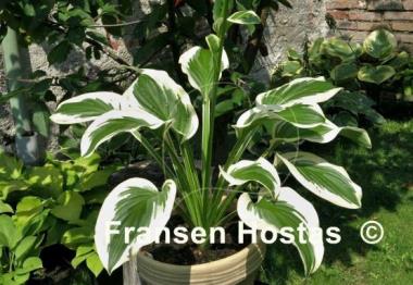 Hosta Iron Gate Special