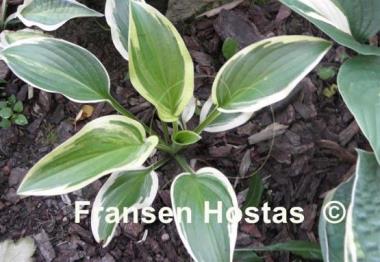 Hosta Iron Gate Supreme